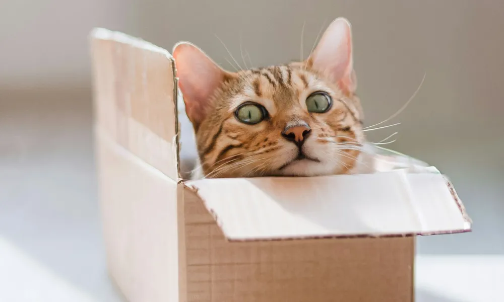 Karton kutudan başını uzatan kedi; fotoğraf Oli Zubenko