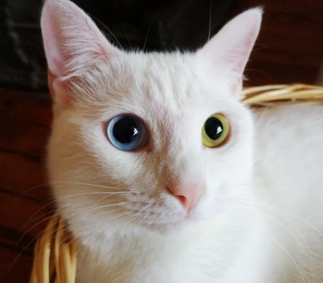 Yerel Van kedisi diye kaynaklandırılan beyaz kedi portresi