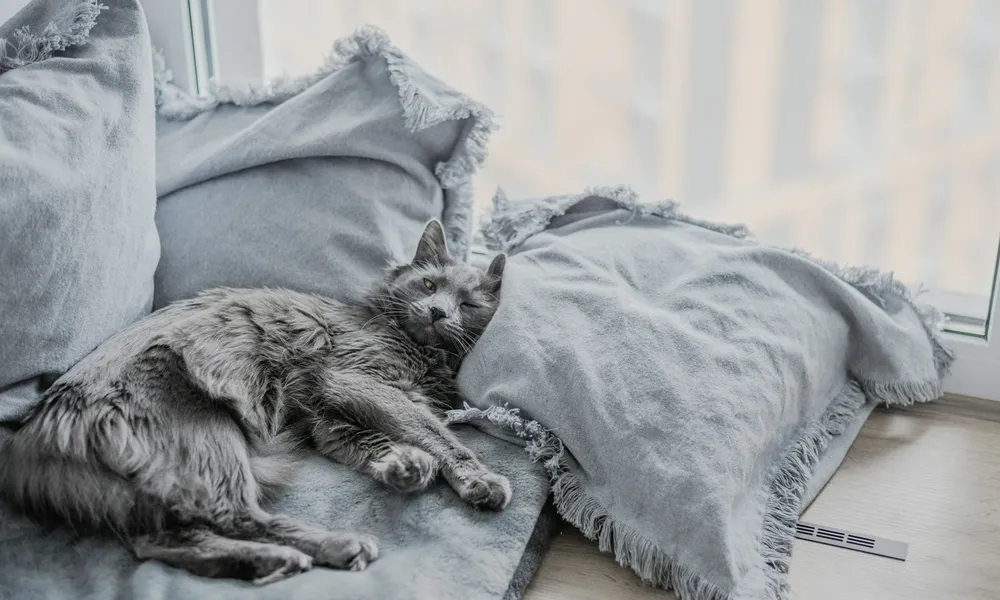 Pencere önündeki minderlerde dinlenen gri kedi; fotoğraf Eugenia Pan’kiv
